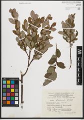 Foto von Salix starkeana Willd.